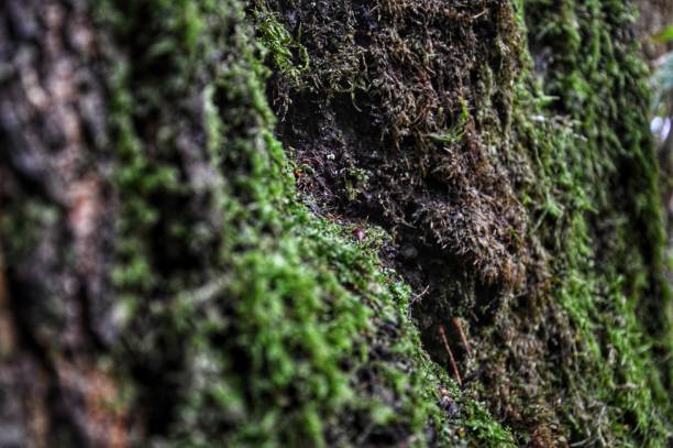 istock Green moss in the natural forest 1452950006