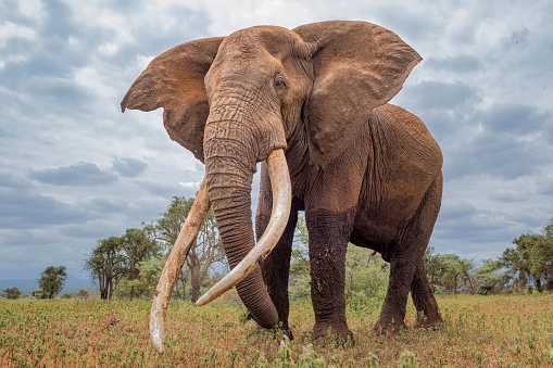 Single young elephant with short tusks eating grass while moving towards camera