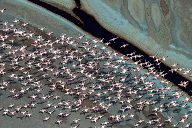 grupo de flamencos menores volando sobre un lago de soda en el valle del rift, kenia - valle del rift fotografías e imágenes de stock