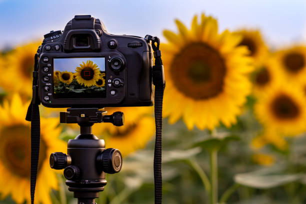 Camera capturing sunflowers field Process of taking photo of sunflowers field with blurred background and copy space for text. tripod stock pictures, royalty-free photos & images