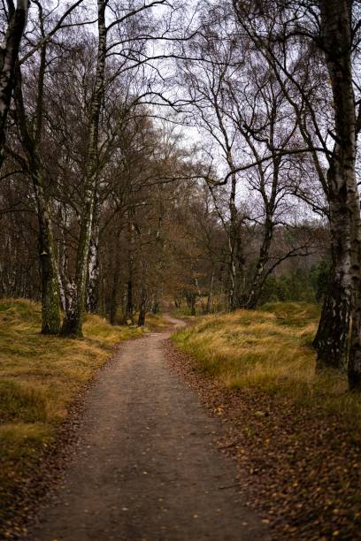 istock Vertical shot of a trail through a dark autumn forest 1452954125