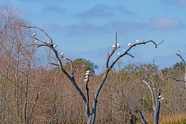 istock A Flock of White Ibis in a Dead Tree 1452955007