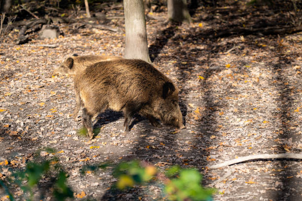 istock Wild boar in the autumn forest 1452960895