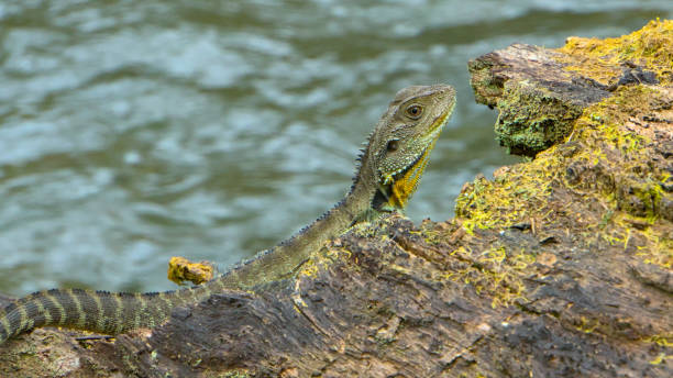 istock Gippsland Water Dragon 1452961638