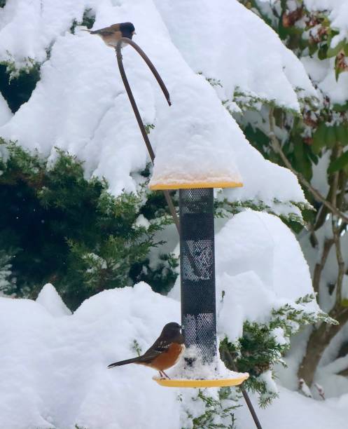 istock Birds At The Feeder In Winter 1452961854