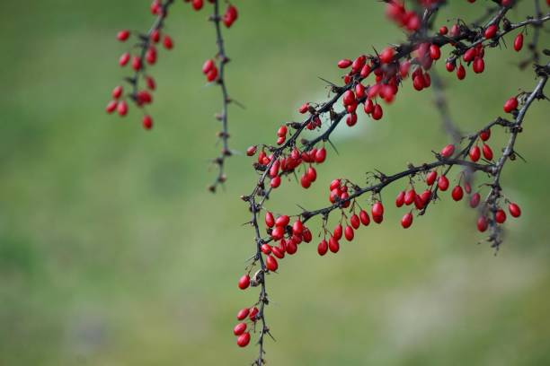 Barberry (Latin Bérberis) is a large genus of shrubs, rarely trees, of the Barberry family (Berberidaceae). Barberry in winter on empty shrub branches. Barberry berries on the branches of a shrub without leaves on a green grass background. el agracejo (en latín bérberis) es un gran género de arbustos, raramente árboles, de la familia berberidaceae. agracejo en invierno en ramas de arbustos vacías. bayas de agracejo en las ramas de un arbusto sin hojas sobre un fondo de hierba verde.