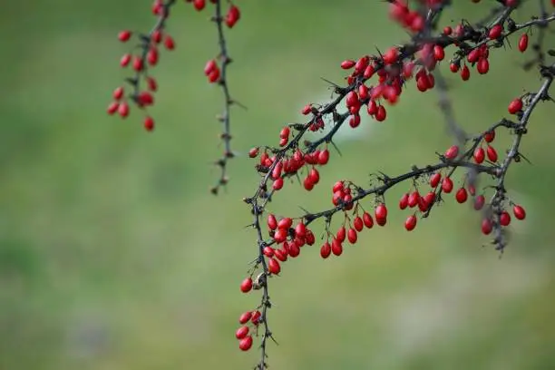 Barberry (Latin Bérberis) is a large genus of shrubs, rarely trees, of the Barberry family (Berberidaceae). Barberry in winter on empty shrub branches. Barberry berries on the branches of a shrub without leaves on a green grass background.
