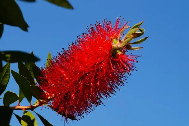 Flower of a scarlet bottlebrush in the blue sky. Science Garden Uni Campus Riedberg, Frankfurt, Germany. Nice red and blue contrast.