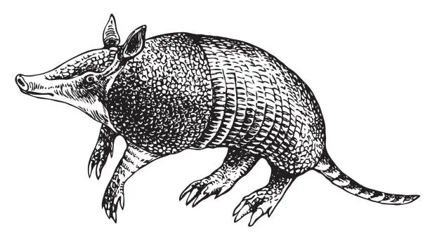 Vector illustration of vector realistic drawing sketch wild animal armadillo