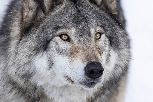 timber wolf portrait in winter
