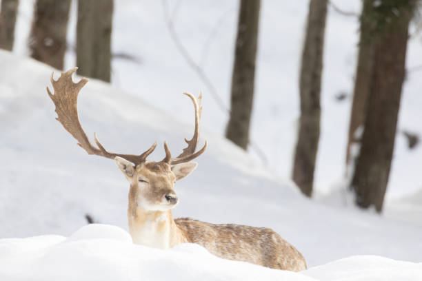 겨��울철 유럽 휴경 사슴 - 다마사슴 뉴스 사진 이미지