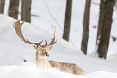 European fallow deer in winter