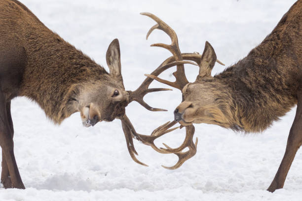 istock males red deer fighting in winter 1452964390