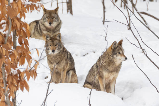 coyotes en hiver - coyote desert outdoors day photos et images de collection