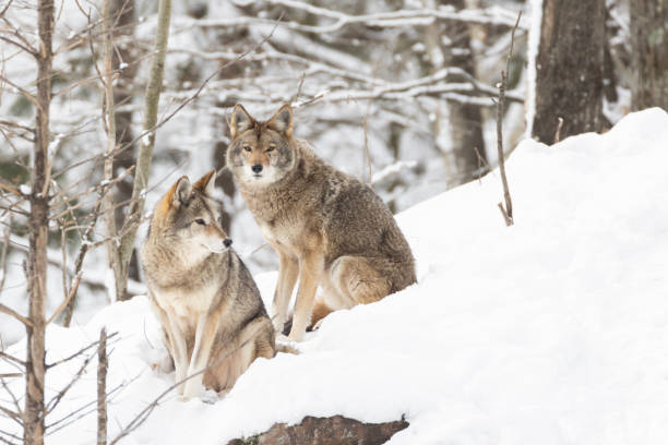 coyotes in winter stock photo