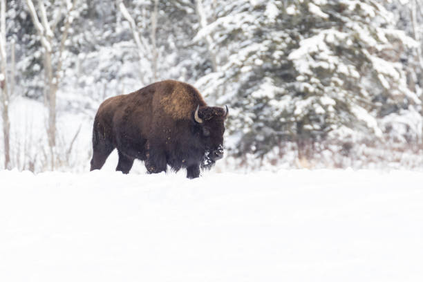 istock American bison in harsh winter 1452965630