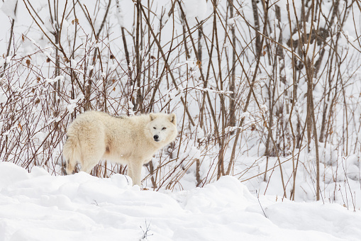 Arctic wolf (Canis lupus arctos) in winter