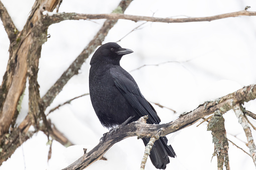 American crow (Corvus brachyrhynchos) in winter