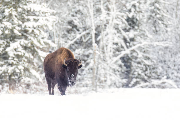 istock American bison in harsh winter 1452966187