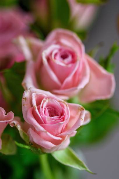 istock Closeup of pink roses bouquet 1452966765