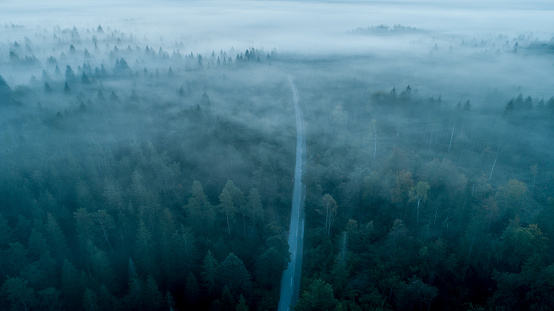 Mountain road in the misty forest
