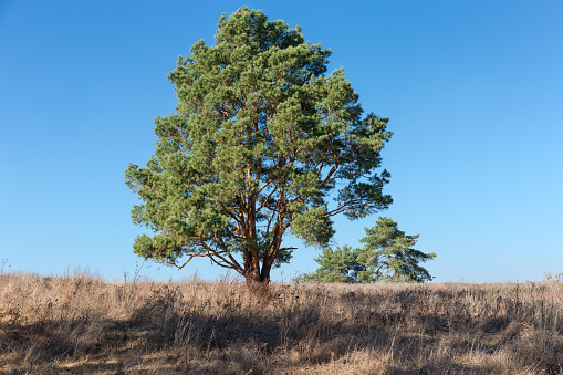 Single pine with the trunks branching off the ground among the field covered with dry grass against the clear sky at autumn sunny day