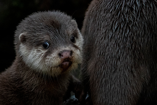 Close-up wild sea otter (Enhydra lutris) resting, while floating on his back. There are small ripples in the water reflecting the sky and clouds above the bay.\n\nTaken in Moss Landing, California. USA