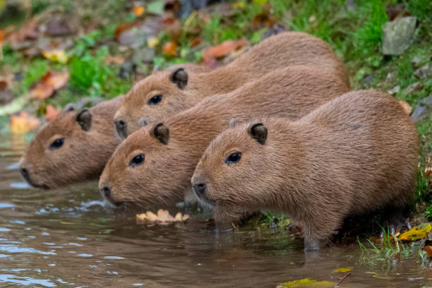 capybara-welpe - wasserschwein stock-fotos und bilder