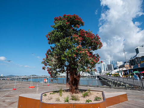 Pohutukawa tree in Viaduct Marina in Auckland, New Zealand