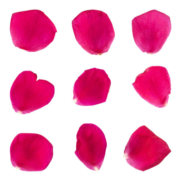 istock Pink rose flower petals 1452973256