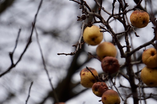 Yellow-brown withered apples hang on bare branches in gray cloudy weather. Old brown apples are still hanging on the apple tree. Cloudy weather and old withered apples hanging on bare branches.