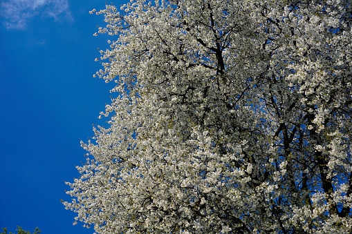 Part of a cherry tree in bloom against a bright blue sky. Small white flowers on a cherry tree in clear sunny weather and under a blue sky. The first spring