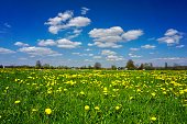 The town of Bad Aibling in Upper Bavaria, Germany in early spring. Spring Bad Aibling. A field with dandelions against a bright blue sky with white clouds. Classic spring photography.