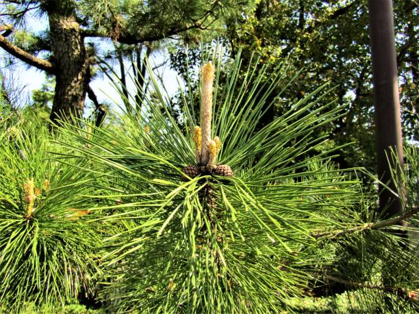 istock Japan. April. Pine Blossom. 1452979674