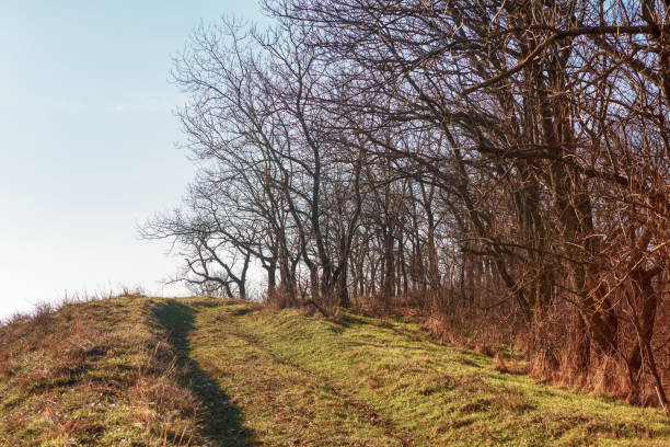 borda da floresta - treelined forest at the edge of scenics - fotografias e filmes do acervo