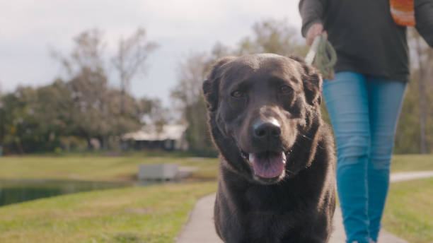istock Walking the Dog - Close up - Chocolate Labrador 1452986422