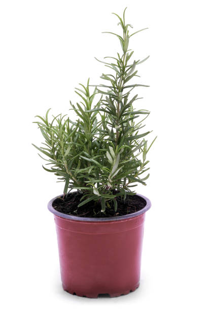 istock Savory fresh herb rosemary growing in brown flower pot isolated on white 1452986537