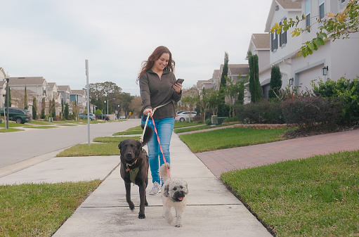 Walking Dogs in Neighborhood Side Walk - Woman on Smart Phone