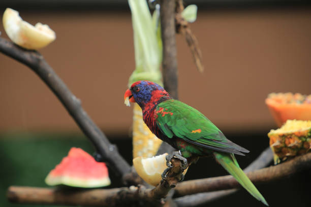 istock a lovely and colorful Black head parrot. Black-capped lory. 1452987112