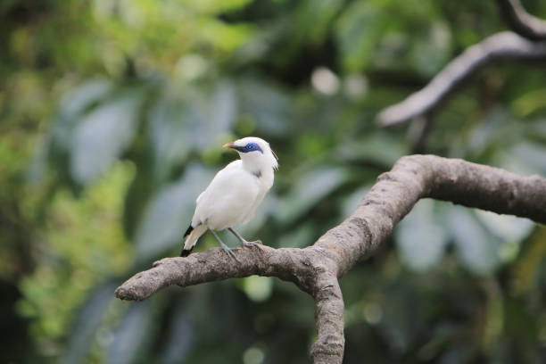 Bali Myna bird at the Edward Youde Aviary,