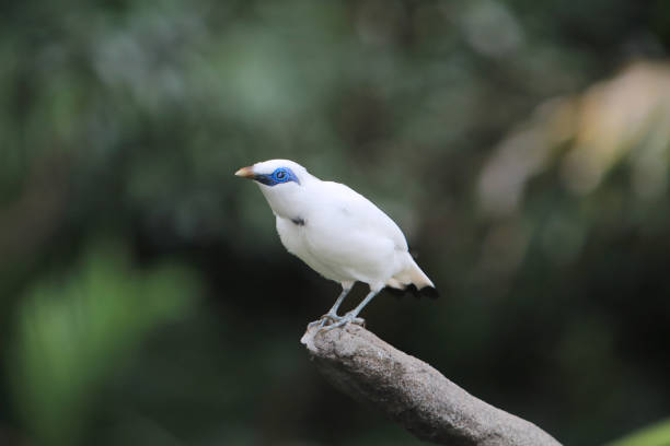 istock a Bali Myna bird at the Edward Youde Aviary, 1452987123