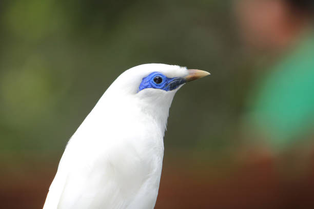 istock a Bali Myna bird at the Edward Youde Aviary, 1452987155