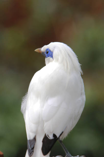 istock a Bali Myna bird at the Edward Youde Aviary, 1452987164