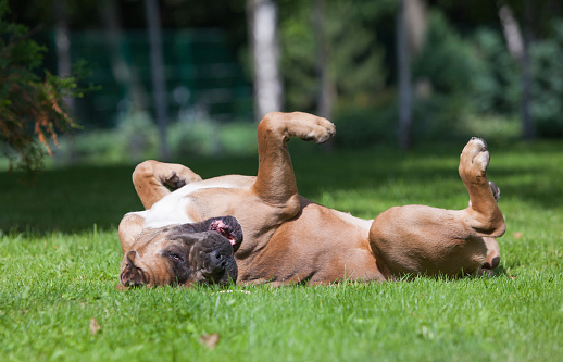 Italian Cane Corso puppy in the grass