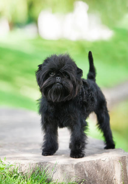 istock Little black affenpinscher puppy 1452987214
