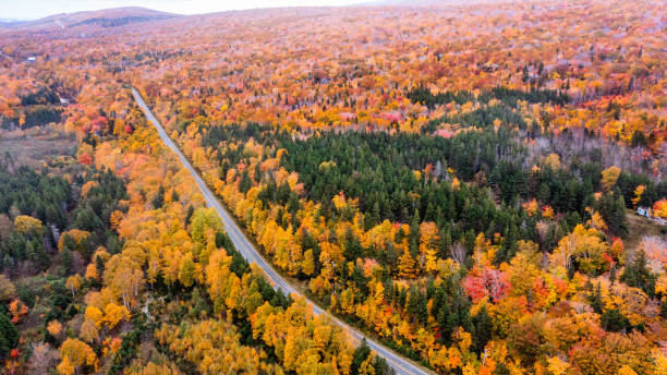 Autumn Colors in Forest, Drone view of Cape Breton Island, Forest Drone view, Colorful Trees in Jungle, Forest Drone View, Island Drone view, Autumn Colors in Jungle, Mountain Landscape Fall Colors stock photo