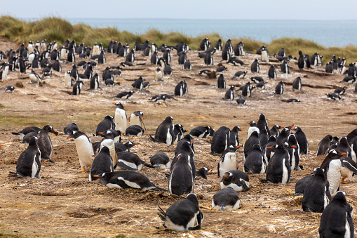 A breeding colony of Gentoo Penguin, Pygoscelis papua; on Pebble Island, Falkland Islands.