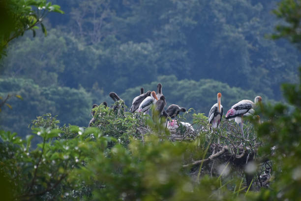 istock Birds are birds flying and hunting prey. 1452992337