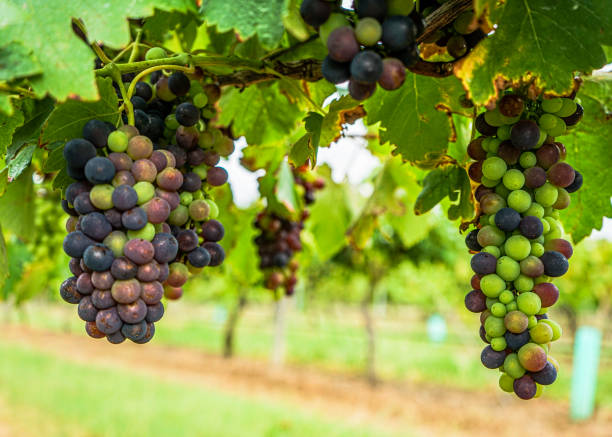 istock Grapes ripening on a vine in a vineyard 1452994312