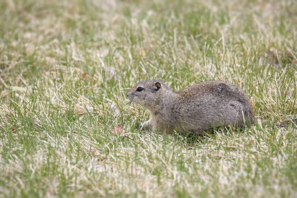 istock Belding's Ground Squirrel (urocitellus beldingi) lounging on a grass lawn 1452995096